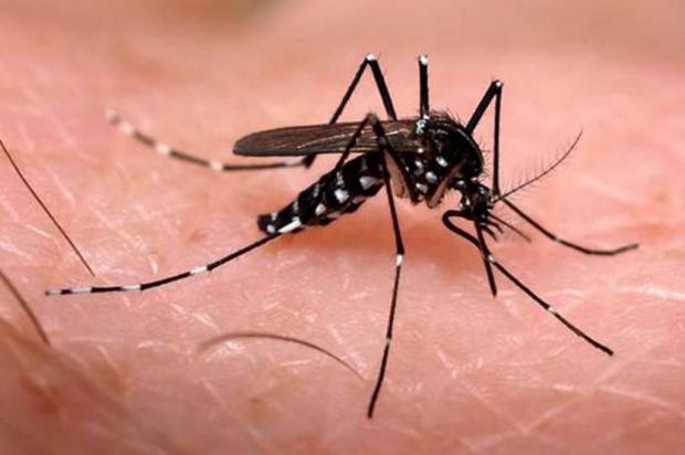 Atenção Maracaçumé: combate ao mosquito Aedes aegypti é nosso compromisso