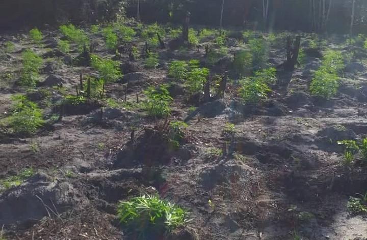 Policia destrói roças com mais de mil pés de maconha em Turiaçu