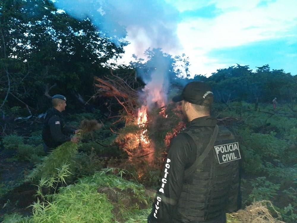 Polícia destrói plantação com mais de dois mil pés de maconha no MA