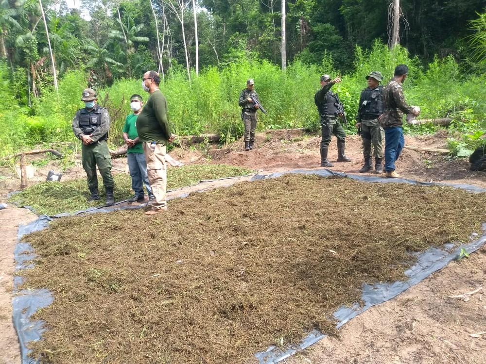 Polícia encontra oito mil pés de maconha dentro de Terra Indígena no Maranhão