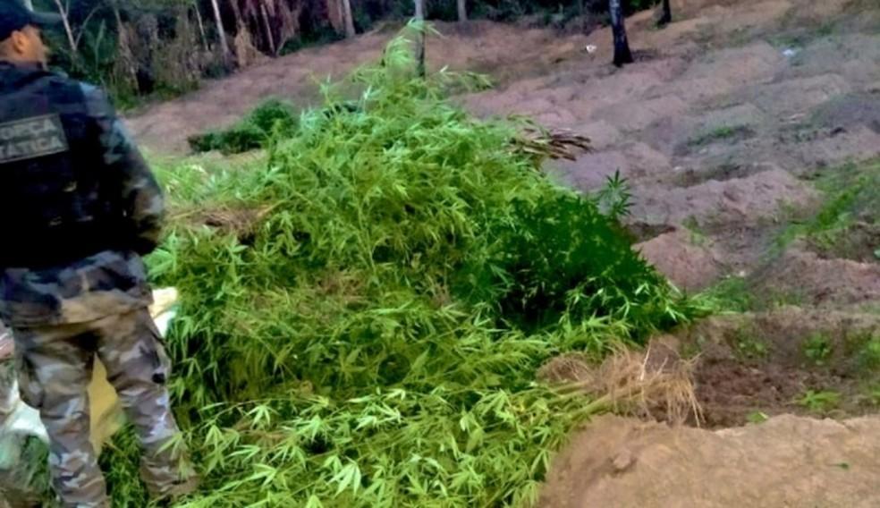 Polícia destrói plantação com cerca de mil pés de maconha no Maranhão