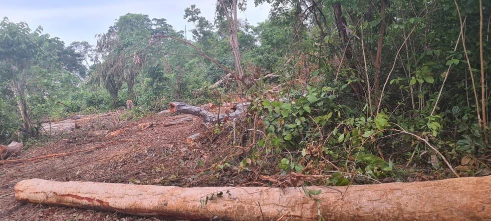 PF prende trio em flagrante derrubando árvores dentro de terra indígena no MA