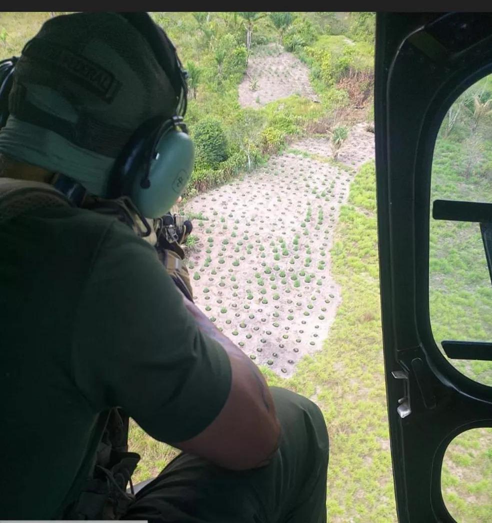 PF identifica e prende proprietários de roças de maconha destruídas no interior do Maranhão